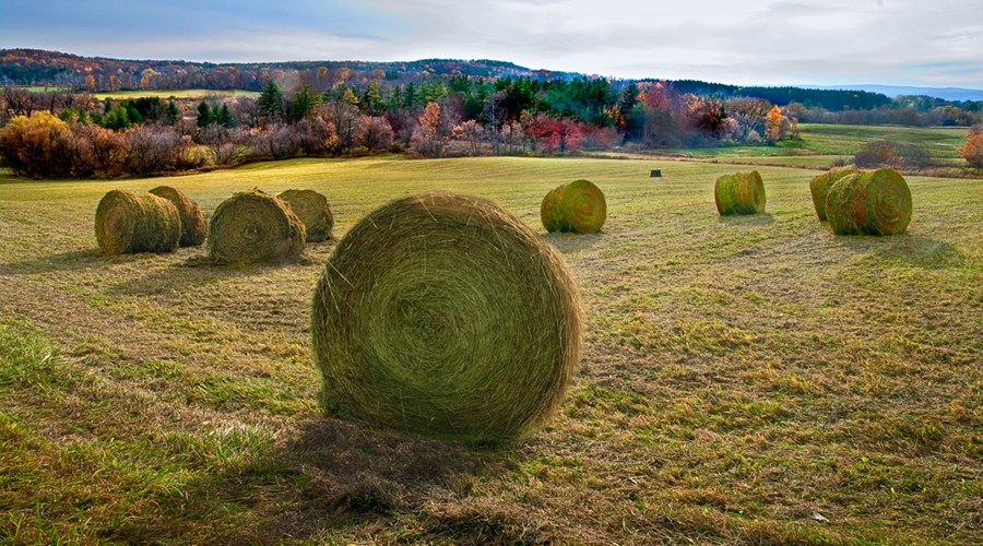 hay bales in field
